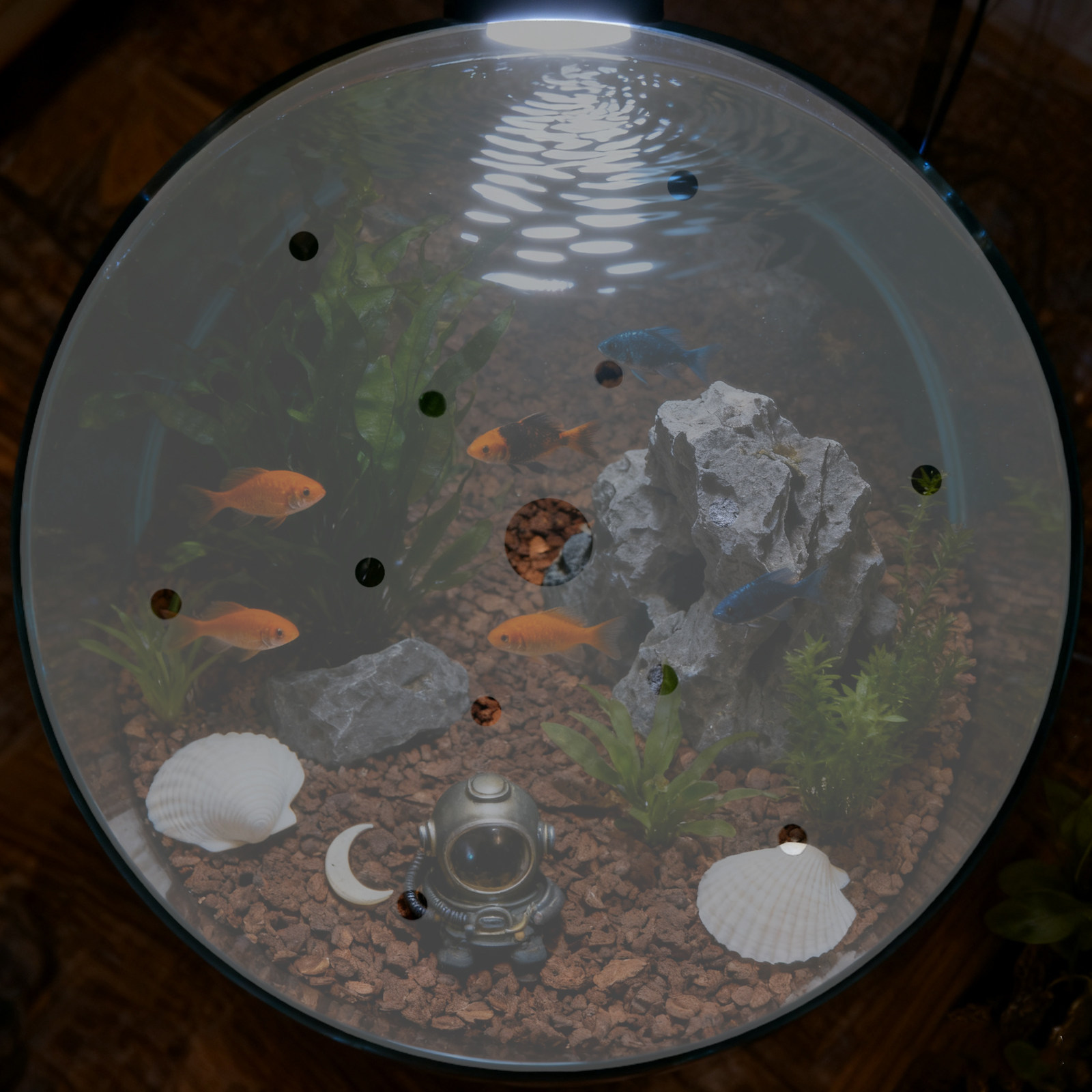 Aquarium Fish In Bowl - 7 Inch Round Acrylic Fish Tank