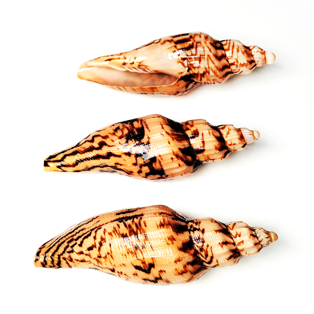 Aquarium Fish Names - 8-10CM Natural Volute Shell Fulgoraria Hamillei