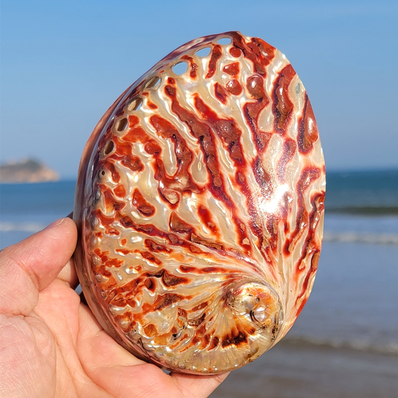 Home Decoration Red Pattern Ab - огляд і ціна Aquarium Fish Names