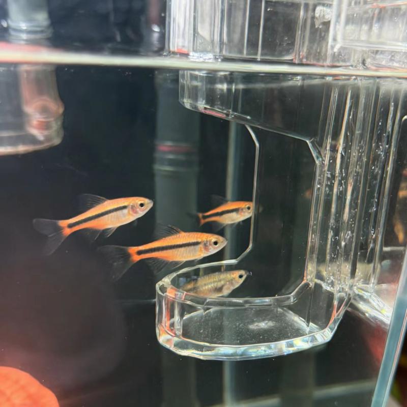 *1Pcs Transparent Acrylic Wall - огляд і ціна Aquarium Fish Feeder Automatic