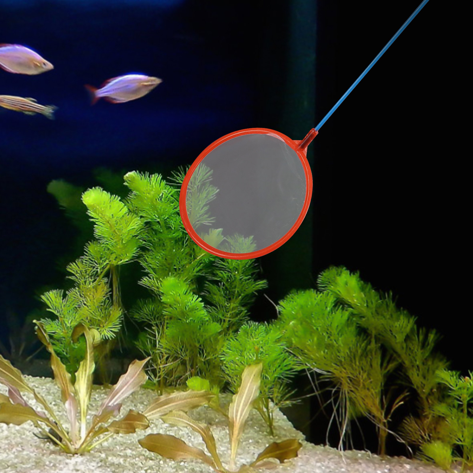 10Pcs Small Fishing Nets Porta - огляд і ціна Aquarium Fish Net Small