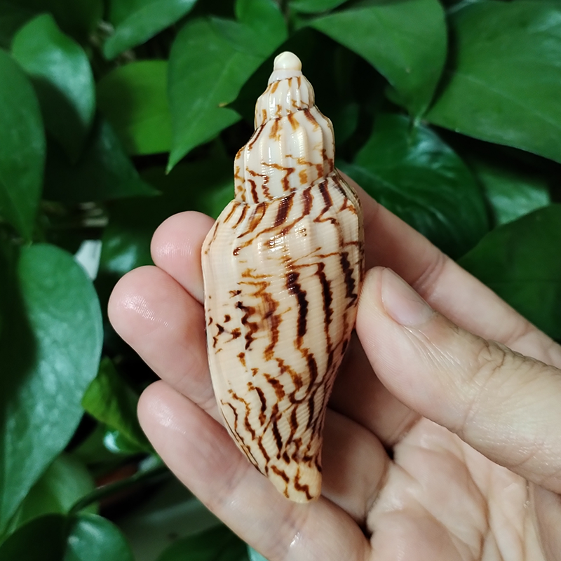 8-10CM Natural Volute Shell Fu - огляд і ціна Aquarium Fish Names