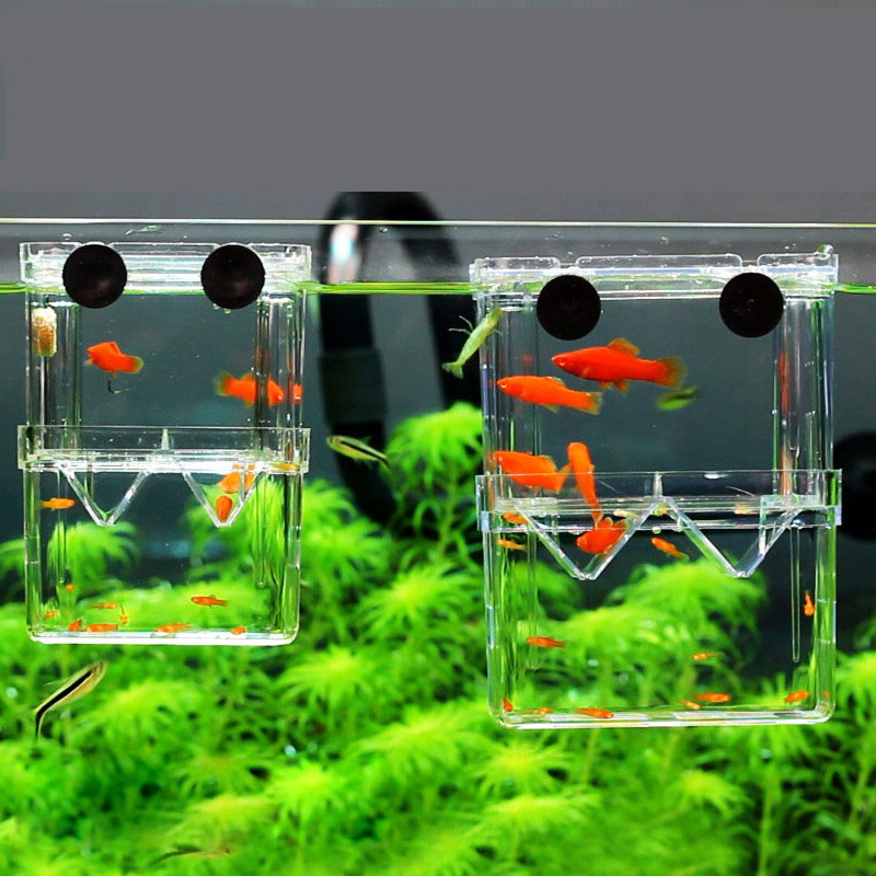 Peacock Fish Breeding Isolatio - огляд і ціна Aquarium Fish Jar